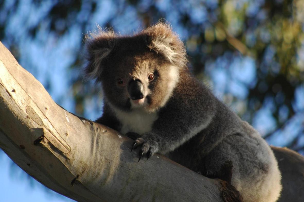 Bimbi Park - Camping Under Koalas Cape Otway Exteriér fotografie